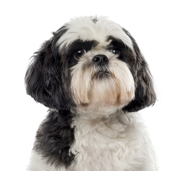 SHIH TZU - Het Maatje: alles voor jouw hond!